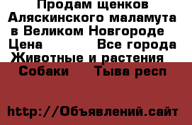 Продам щенков Аляскинского маламута в Великом Новгороде › Цена ­ 5 000 - Все города Животные и растения » Собаки   . Тыва респ.